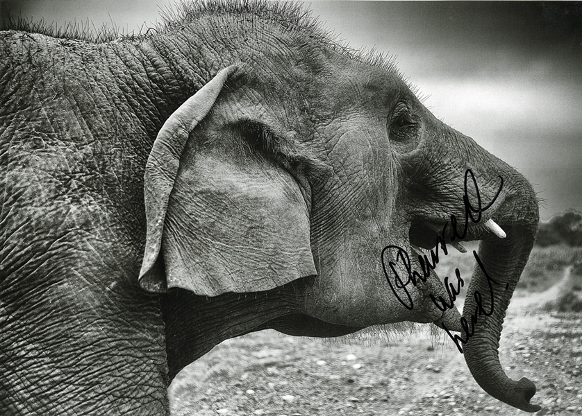 Pharrell Williams Signed Original Wildlife SOS Conservation and Care Centre Elephant Photograph