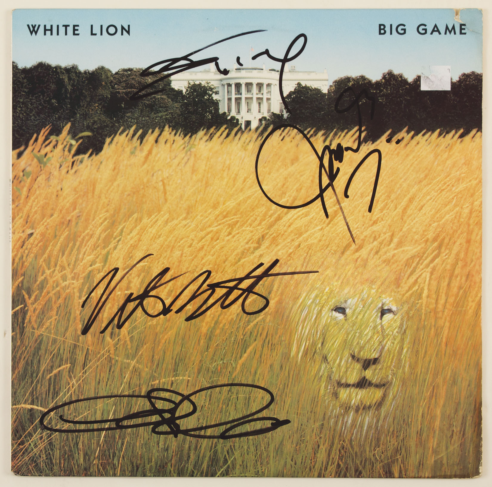 white lion big game white lion big game