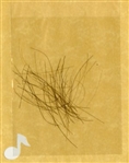 George Harrison's Hair